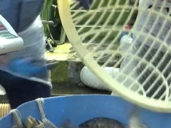 騰訊視頻 漁業養殖新模式：把魚塘“搬進”集裝箱