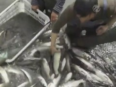 漁業養殖敲開致富門